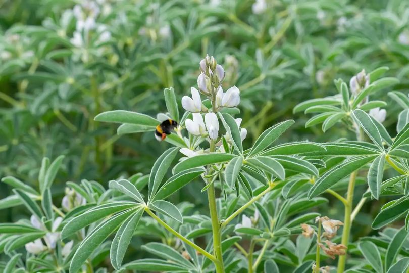 La Tribu des Kawas - fleurs de lupin