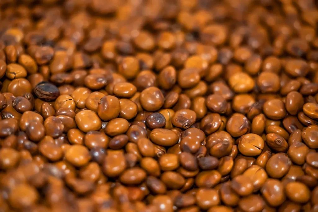 Le lupin bio torrefie, la nouvelle boisson naturelle signée La Tribu des kawas